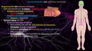 Organización del sistema nervioso
• SNA constituido por 2 ramas – acciones opuestas
• Sistema nervioso simpático
• Lucha y huida
• Sistema nervioso parasimpático
• Reposo y digestión
• Tercera rama del SNA
• Sistema nervioso entérico
• Red extensa de mas de 100 millones de neuronas –
limitadas al tubo digestivo
• Regula la actividad del musculo liso y de las glándulas
del tubo digestivo
• Independiente, pero también se comunica con ramas
del SNA y es regulado por esta
Generalidades del sistema nervioso
 
