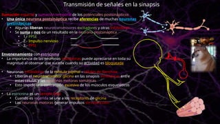 Sumación espacial y sumación temporal de los potenciales postsinápticos
• Una única neurona postsináptica recibe aferencias de muchas neuronas
presinápticas
• Algunas liberan neurotransmisores excitadores y otras inhibidores
• Se suma y nos da un resultado en la neurona postsináptica
• 1.- PPSE
• 2.- Impulso nervioso
• 3.- PPSI
Envenenamiento con estricnina
• La importancia de las neuronas inhibidoras puede apreciarse en toda su
magnitud al observar que sucede cuando su actividad es bloqueada
• Neuronas inhibidoras de la medula espinal – células de Renshaw
• Liberan el neurotransmisor glicina en las sinapsis inhibidoras entre
estas células y las neuronas motoras somáticas
• Esto impide una contracción excesiva de los músculos esqueléticos
• La estricnina es un veneno letal
• Cuando es ingerida se une a los receptores de glicina
• Las neuronas motoras generar impulsos sin restricción
Transmisión de señales en la sinapsis
 