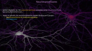 • Existen alrededor de 100 sustancias químicas conocidas como neurotransmisores
que presuntamente lo son…
• Según su tamaño, los neurotransmisores pueden dividirse en 2 grupos
• Neurotransmisores de moléculas pequeñas
• Neuropéptidos
Neurotransmisores
 
