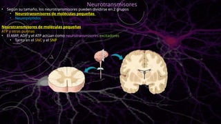 • Según su tamaño, los neurotransmisores pueden dividirse en 2 grupos
• Neurotransmisores de moléculas pequeñas
• Neuropéptidos
Neurotransmisores de moléculas pequeñas
ATP y otras purinas
• El AMP, ADP y el ATP actúan como neurotransmisores excitadores
• Tanto en el SNC y el SNP
Neurotransmisores
 
