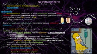 • Según su tamaño, los neurotransmisores pueden dividirse en 2 grupos
• Neurotransmisores de moléculas pequeñas
• Neuropéptidos
Neuropéptido
• Los neurotransmisores que constan de 3 a 40 aminoacidos unidos por enlaces
peptídicos denominados neuropéptidos son numerosos y están ampliamente
distribuidos tanto en el SNC como en el SNP
• También actúan como hormonas
• Se unen a receptores metabotrópicos y tienen acciones tanto excitadoras como
inhibidoras
• Ciertas neuronas encefálicas poseen receptores para drogas opiáceas, como la
morfina y la heroína
• Se buscaron ligandos naturales de estos receptores – 2 moléculas llamadas
encefalinas
• Cada una formada por una cadena de 5 aminoacidos
• Potente analgésico, 200 veces mas intenso que el de la morfina
• Endorfinas y dinorfinas – péptidos opioides naturales del cuerpo
• Acupuntura – liberación de opioides endógenos
• Estos neuropéptidos también se han relacionado con:
• El aumento de la memoria
• El aumento del aprendizaje
• Los sentimientos de placer o euforia
• Control de la temperatura corporal
Neurotransmisores
 