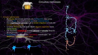 • Circuito reverberante
• El impulso de entrada estimula a la 1ra neurona, esta actúa
sobre la 2da, que estimula a la 3ra, y así sucesivamente
• Esta organización permite que se envíen impulsos a través del
circuito una y otra vez
• La señal aferente puede durar desde algunos segundos hasta
varias horas
• Las neuronas inhibidoras pueden detener el circuito después
de un periodo
• Respiración – las actividades musculares coordinadas – el
despertar – memoria a corto plazo
Circuitos nerviosos
 