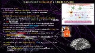 Neurogénesis en el SNC
• El nacimiento de nuevas neuronas a partir de células madre
indiferenciadas, es un proceso común en ciertos animales
• En 1992 - Factor de crecimiento epidérmico – EFG
• Primero se supo que producía la mitosis de neuronas y astrocitos.
• Después se sabia que iniciaba la mitosis en gran diversidad de células
no neuronales
• En 1998, los científicos descubrieron que un numero significativo de
nuevas neuronas se producía en el hipocampo humano, un área del
encéfalo que es crucial para el aprendizaje.
• La carencia casi completa de neurogénesis en otras zonas del encéfalo y en
la medula espinal – consecuencia de 2 factores
• 1.- Influencias inhibidoras de la neuroglia, particularmente del
oligodendrocito
• 2.- La ausencia de señales estimuladoras del crecimiento que están
presentes durante el desarrollo fetal
• La mielina que fabrica los oligodendrocitos inhibe la regeneración de las
neuronas
• La rápida cicatrización en el SNC también influye
• Tras el daño axónico, los astrocitos adyacentes proliferan con
rapidez y forman un tejido de cicatrización
Regeneración y reparación del tejido nervioso
 