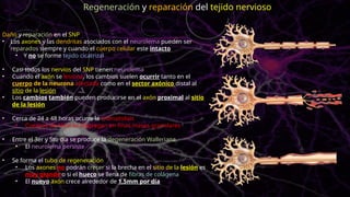 Daño y reparación en el SNP
• Los axones y las dendritas asociados con el neurolema pueden ser
reparados siempre y cuando el cuerpo celular este intacto
• Y no se forme tejido cicatrizal
• Casi todos los nervios del SNP tienen neurolema
• Cuando el axón se lesiona, los cambios suelen ocurrir tanto en el
cuerpo de la neurona afectada como en el sector axónico distal al
sitio de la lesión
• Los cambios también pueden producirse en el axón proximal al sitio
de la lesión
• Cerca de 24 a 48 horas ocurre la cromatolisis
• Cuerpos de Nissl se disgregan en finas masas granulares
• Entre el 3er y 5to día se produce la degeneración Walleriana
• El neurolema persiste
• Se forma el tubo de regeneración
• Los axones no podrán crecer si la brecha en el sitio de la lesión es
muy grande o si el hueco se llena de fibras de colágena
• El nuevo axón crece alrededor de 1,5mm por día
Regeneración y reparación del tejido nervioso
 