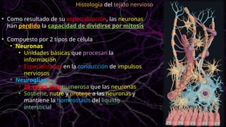 • Como resultado de su especialización, las neuronas
han perdido la capacidad de dividirse por mitosis
• Compuesto por 2 tipos de célula
• Neuronas
• Unidades básicas que procesan la
información
• Especializadas en la conducción de impulsos
nerviosos
• Neuroglias
• 25 veces mas numerosa que las neuronas
• Sostiene, nutre y protege a las neuronas y
mantiene la homeostasis del liquido
intersticial
Histología del tejido nervioso
 