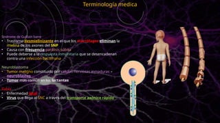 Terminología medica
Síndrome de Guillain barre
• Trastorno desmielinizante en el que los macrófagos eliminan la
mielina de los axones del SNP
• Causa con frecuencia parálisis súbita
• Puede deberse a la respuesta inmunitaria que se desencadenan
contra una infección bacteriana
Neuroblastoma
• Tumor maligno constituido por células nerviosas inmaduras –
neuroblastos
• Tumor mas común en los lactantes
Rabia
• Enfermedad letal
• Virus que llega al SNC a través del transporte axónico rápido
 
