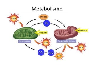 Metabolismo
 