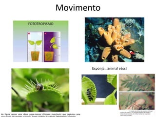 Movimento
Esponja : animal séssil
 
