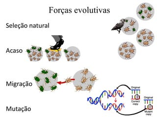 Forças evolutivas
Seleção natural
Acaso
Migração
Mutação
 