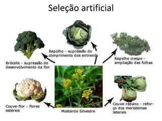 Seleção artificial
 