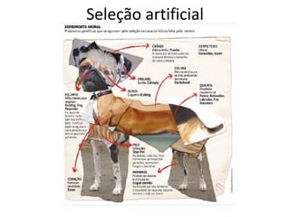 Seleção artificial
 