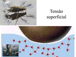 Tensão
superficial
 