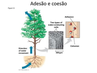 Adesão e coesão
 