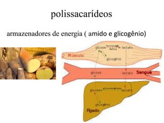 polissacarídeos
armazenadores de energia ( amido e glicogênio)
 