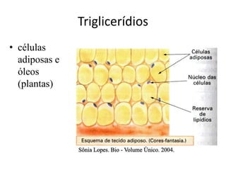 Triglicerídios
• células
adiposas e
óleos
(plantas)
 