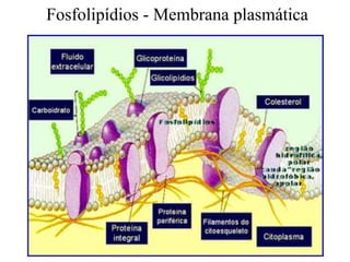 Fosfolipídios - Membrana plasmática
 