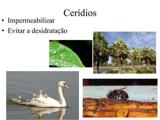 Cerídios
• Impermeabilizar
• Evitar a desidratação
 