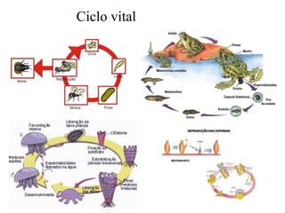 Ciclo vital
 