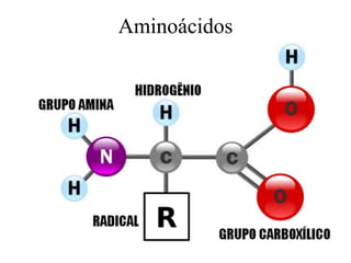 Aminoácidos
 