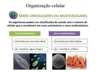 Organização celular
 