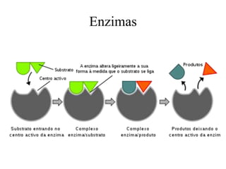 Enzimas
 
