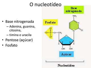 • Base nitrogenada
– Adenina, guanina,
citosina,
– timina e uracila
• Pentose (açúcar)
• Fosfato
O nucleotídeo
 