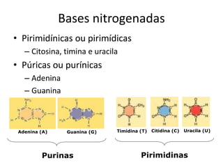 Bases nitrogenadas
• Pirimidínicas ou pirimídicas
– Citosina, timina e uracila
• Púricas ou purínicas
– Adenina
– Guanina
Timidina (T) Citidina (C) Uracila (U)
Pirimidinas
Adenina (A) Guanina (G)
Purinas
 