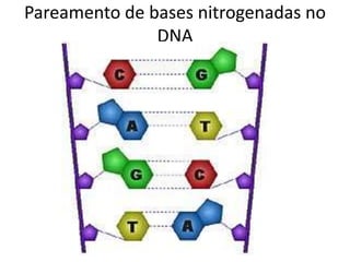 Pareamento de bases nitrogenadas no
DNA
 