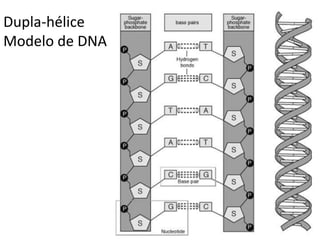 Dupla-hélice
Modelo de DNA
 