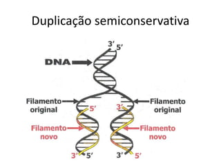 Duplicação semiconservativa
 