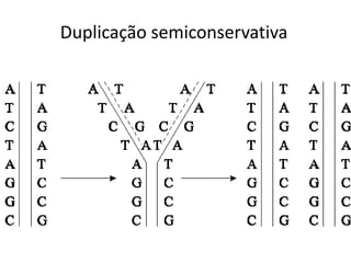 Duplicação semiconservativa
 