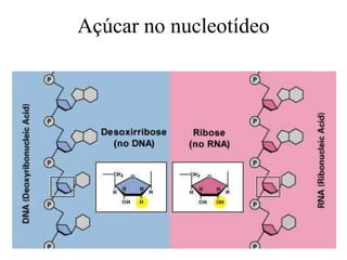 Açúcar no nucleotídeo
 