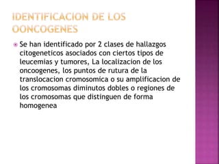  Se han identificado por 2 clases de hallazgos
citogeneticos asociados con ciertos tipos de
leucemias y tumores, La localizacion de los
oncoogenes, los puntos de rutura de la
translocacion cromosomica o su amplificacion de
los cromosomas diminutos dobles o regiones de
los cromosomas que distinguen de forma
homogenea
 