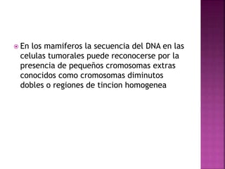  En los mamiferos la secuencia del DNA en las
celulas tumorales puede reconocerse por la
presencia de pequeños cromosomas extras
conocidos como cromosomas diminutos
dobles o regiones de tincion homogenea
 