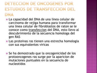  La capacidad del DNA de una linea celular de
carcinoma de vejiga humana para transformar
una linea celular de fibroblastos de raton se le
conoce como transfeccion del DNA, esto llevo al
descubrimiento de la secuencia homologa del
gen RAS
 Las proteinas ras tienen una estrecha homologia
con sus equivalentes viricas
 Se ha demostrado que la oncogenicidad de los
protooncogenes ras surge por la aparicion de
mutaciones puntuales en la secuencia de
nucleotidos
 