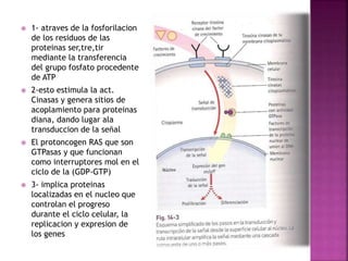 1- atraves de la fosforilacion
de los residuos de las
proteinas ser,tre,tir
mediante la transferencia
del grupo fosfato procedente
de ATP
 2-esto estimula la act.
Cinasas y genera sitios de
acoplamiento para proteinas
diana, dando lugar ala
transduccion de la señal
 El protoncogen RAS que son
GTPasas y que funcionan
como interruptores mol en el
ciclo de la (GDP-GTP)
 3- implica proteinas
localizadas en el nucleo que
controlan el progreso
durante el ciclo celular, la
replicacion y expresion de
los genes
 
