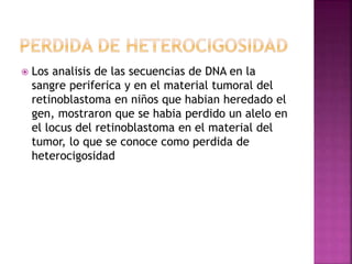  Los analisis de las secuencias de DNA en la
sangre periferica y en el material tumoral del
retinoblastoma en niños que habian heredado el
gen, mostraron que se habia perdido un alelo en
el locus del retinoblastoma en el material del
tumor, lo que se conoce como perdida de
heterocigosidad
 