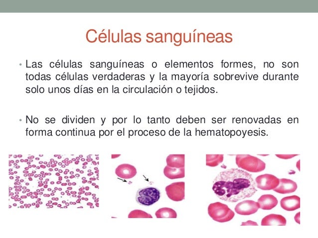Capitulo 14 sistema hematopoyetico