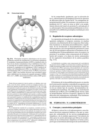 246     Farmacología humana

                                                                                 Se ha comprobado, igualmente, que la activación de
                       b                                    a2                los a2-adrenoceptores presinápticos provoca la apertura
                                        C                                     de diferentes tipos de canales de K+ y la consiguiente hi-
                           Gs                          GI                     perpolarización celular. En ocasiones, este proceso es de-
                                                                              pendiente de Ca2+, pero en otras se debe a un acopla-
                                                                              miento directo del canal a la proteína Go activada por el
                   GTP                                           GDP          a2-adrenoceptor. Este mecanismo posiblemente es el res-
                            GDP                      GTP                      ponsable de la inhibición presináptica mediada por estos
                                  AMPc
                                                                              receptores.

                                  PKA
                                                 Ca2+            PKC
                                                                              5.     Regulación de receptores adrenérgicos
                                                                                 La exposición prolongada de los adrenoceptores a los
                                                     IP3         DAG          agonistas endógenos o exógenos ocasiona, en muchas
                                 GDP                                          ocasiones, una disminución de las respuestas observadas.
                    GTP                 PIP2                                  Este fenómeno se denomina desensibilización o taquifi-
                                                                              laxia. Se ha involucrado el desacoplamiento entre los
                                 Gq            PLC
                                                                              adrenoceptores y las correspondientes proteínas G como
                                                                              uno de los mecanismos subyacentes al fenómeno de de-
                            a1
                                                                              sensibilización. El desacoplamiento entre el receptor y la
                                                                              proteína G se produce como consecuencia de la fosfori-
                                                                              lación del receptor a la altura de ciertos aminoácidos
                                                                              de los segmentos intracelulares de la cadena peptídica
Fig. 15-6. Principales receptores adrenérgicos con sus corres-
pondientes sistemas de transducción. Las proteínas reguladoras                (fig. 15-5).
G acopladas al guanosintrifosfato (GTP) se clasifican sobre la
                                                                                  La fosforilación se produce como consecuencia de la actividad de
base de sus efectos estimuladores (Gs) o inhibidores (Gi) sobre
                                                                              dos proteín-cinasas, la PKA y la proteín-cinasa acoplada a proteínas G
la actividad de la unidad catalítica (C) de la adenililciclasa. La            (GRK) denominada bARK (cinasa del b-adrenoceptor). Mientras que
proteína Gq reguladora de la fosfolipasa C (PLC) facilita la hi-              la respuesta de la PKA representa el desacoplamiento de la proteína
drólisis del fosfatidilinositol (PIP2) en diacilglicerol (DAG) e              G, la fosforilación mediante la bARK afecta el estado del receptor ac-
inositoltrifosfato (IP3). La proteín-cinasa A (PKA) y la proteín-             tivado por agonistas y facilita la fijación de otra proteína denominada
cinasa C (PKC) son enzimas efectoras cuya actividad es gene-                  b-arrestina, la cual compite con la proteína G por la interacción con el
rada o inhibida por los sistemas de segundo mensajero (AMPc,                  receptor (v. fig. 3-23). El fenómeno de fosforilación mediante la bARK
PLC, Ca2+). AMPc: adenosinmonofosfato cíclico; GDP: guano-                    permite el secuestro y la interiorización del receptor hacia el interior de
                            sindifosfato.                                     la célula, alejándolo de la posibilidad de interacción con moléculas del
                                                                              agonista y llevando a una menor respuesta funcional del sistema.

                                                                                 El fenómeno de la desensibilización puesto en marcha
    Desde diversos puntos de vista la acción a2 es idéntica, pero con-
traria, a la b. En efecto, también se forma un complejo ternario, com-        por la interacción repetida y sostenida de un agonista con
puesto por agonista-receptor-proteína reguladora G (v. fig. 3-14), que        un adrenoceptor puede afectar las funciones dependien-
corresponde al estado de receptor de alta afinidad; la presencia de GTP       tes de ese mismo tipo de receptor, denominándose de-
reduce igualmente la afinidad de los agonistas al receptor, mientras que      sensibilización homóloga. Sin embargo, la fosforilación
no modifica la de los antagonistas. El GTP es necesario para que el ago-
nista a2 inhiba la adenililciclasa. La diferencia entre el efecto estimula-
                                                                              mediada por la PKA y por la bARK puede afectar, dada
dor de la acción b y el efecto inhibidor de la acción a2 estriba en el tipo   su inespecificidad, diversos receptores, algunos de ellos
de proteína reguladora (Gs o Gi) afectada por la interacción del ligando      diferentes del originalmente estimulado. Este fenómeno
con su proteína receptora. La inhibición de la adenililciclasa generará,      se denomina desensibilización heteróloga.
obviamente, modificaciones de los niveles de la PKA activa y como con-
secuencia, la regulación de la actividad fosforilante de esta cinasa. Otros
sistemas acoplados a los a2-adrenoceptores pueden ser la inhibición de
los canales de Ca2+ dependiente de proteínas inhibitorias Go o la esti-       III.    FÁRMACOS a Y b-ADRENÉRGICOS
mulación del intercambio Na+/H+ presente en algunos tejidos como las
plaquetas.
    En el músculo liso vascular los a2-receptores coexisten con los a1        1.     Concepto y características principales
y provocan también contracción, pero existen diferencias entre uno y
otro tipo de activación. Como ya se ha indicado, los receptores a2 al pa-        Al fijarse y activar los a y b-adrenoceptores, estos fár-
recer son más abordables para las catecolaminas circulantes que la nor-       macos provocan respuestas similares a las que se consi-
adrenalina liberada en la terminación. A diferencia de la activación a1,      guen por estimulación de los nervios posganglionares
parece provocar la apertura de los canales de Ca2+ dependientes del vol-      simpáticos o de la médula suprarrenal. Una minoría de
taje, favoreciendo así la entrada del Ca2+ extracelular; de hecho, la res-
puesta contráctil a la estimulación a2 puede ser bloqueada por los fár-       ellos ejerce la acción adrenérgica por liberar la noradre-
macos antagonistas de la entrada de Ca2+ (diltiazem o nifedipino), lo         nalina de las terminaciones simpáticas en forma activa,
que no ocurre con la respuesta a la estimulación a1.                          por lo que se denominan adrenérgicos de acción indirecta.
 