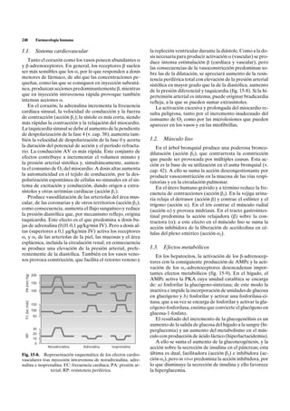 248                 Farmacología humana

1.1. Sistema cardiovascular                                           la repleción ventricular durante la diástole. Como a la do-
                                                                      sis necesaria para producir activación a (vascular) se pro-
   Tanto el corazón como los vasos poseen abundantes a                duce intensa estimulación b (cardíaca y vascular), pero
y b-adrenoceptores. En general, los receptores b suelen               las consecuencias de la vasoconstricción predominan so-
ser más sensibles que los a, por lo que responden a dosis             bre las de la dilatación, se apreciará aumento de la resis-
menores de fármaco, de ahí que las concentraciones pe-                tencia periférica total con elevación de la presión arterial
queñas, como las que se consiguen en inyección subcutá-               sistólica en mayor grado que la de la diastólica, aumento
nea, produzcan acciones predominantemente b, mientras                 de la presión diferencial y taquicardia (fig. 15-8). Si la hi-
que en inyección intravenosa rápida provoque también                  pertensión arterial es intensa, puede originar bradicardia
intensas acciones a.                                                  refleja, a la que se pueden sumar extrasístoles.
   En el corazón, la adrenalina incrementa la frecuencia                 La activación excesiva y prolongada del miocardio re-
cardíaca sinusal, la velocidad de conducción y la fuerza              sulta peligrosa, tanto por el incremento inadecuado del
de contracción (acción b1); la sístole es más corta, siendo           consumo de O2 como por las microlesiones que pueden
más rápidas la contracción y la relajación del miocardio.             aparecer en los vasos y en las miofibrillas.
La taquicardia sinusal se debe al aumento de la pendiente
de despolarización de la fase 4 (v. cap. 38); aumenta tam-
bién la velocidad de despolarización de la fase 0 y acorta            1.2.   Músculo liso
la duración del potencial de acción y el período refracta-               En el árbol bronquial produce una poderosa bronco-
rio. La conducción AV es más rápida. Este conjunto de                 dilatación (acción b2), que contrarresta la constricción
efectos contribuye a incrementar el volumen minuto y                  que puede ser provocada por múltiples causas. Esta ac-
la presión arterial sistólica y, simultáneamente, aumen-              ción es la base de su utilización en el asma bronquial (v.
ta el consumo de O2 del miocardio. A dosis altas aumenta              cap. 42). A ello se suma la acción descongestionante por
la automaticidad en el tejido de conducción, por la des-              producir vasoconstricción en la mucosa de las vías respi-
polarización espontánea de células no sinusales en el sis-            ratorias y en la circulación pulmonar.
tema de excitación y conducción, dando origen a extra-                   En el útero humano grávido y a término reduce la fre-
sístoles y otras arritmias cardíacas (acción b1).                     cuencia de contracciones (acción b2). En la vejiga urina-
   Produce vasodilatación de las arteriolas del área mus-             ria relaja el detrusor (acción b) y contrae el esfínter y el
cular, de las coronarias y de otros territorios (acción b2);          trígono (acción a). En el iris contrae el músculo radial
como consecuencia, aumenta el flujo sanguíneo y reduce                (acción a) y provoca midriasis. En el tracto gastrointes-
la presión diastólica que, por mecanismo reflejo, origina             tinal predomina la acción relajadora (b) sobre la con-
taquicardia. Este efecto es el que predomina a dosis ba-              tractora (a); a este efecto en el músculo liso se suma la
jas de adrenalina (0,01-0,1 µg/kg/min IV). Pero a dosis al-           acción inhibidora de la liberación de acetilcolina en cé-
tas (superiores a 0,1 µg/kg/min IV) activa los receptores             lulas del plexo entérico (acción a2).
a1 y a2 de las arteriolas de la piel, las mucosas y el área
esplácnica, incluida la circulación renal; en consecuencia
se produce una elevación de la presión arterial, prefe-               1.3.   Efectos metabólicos
rentemente de la diastólica. También en los vasos veno-                  En los hepatocitos, la activación de los b-adrenocep-
sos provoca constricción, que facilita el retorno venoso y            tores con la consiguiente producción de AMPc y la acti-
                                                                      vación de los a1-adrenoceptores desencadenan impor-
                  200                                                 tantes efectos metabólicos (fig. 15-9). En el hígado, el
  PA (mm Hg)




                                                                      AMPc activa la PKA cuya unidad catalítica se encarga
                  150
                                                                      de: a) fosforilar la glucógeno-sintetasa; de este modo la
                  100                                                 inactiva e impide la incorporación de unidades de glucosa
                                                                      en glucógeno y b) fosforilar y activar una fosforilasa-ci-
                                                                      nasa, que a su vez se encarga de fosforilar y activar la glu-
  FC (lat./min)




                  150
                                                                      cógeno-fosforilasa, enzima que convierte el glucógeno en
                  100
                                                                      glucosa-1-fosfato.
                  50
                                                                         El resultado del incremento de la glucogenólisis es un
                                                                      aumento de la salida de glucosa del hígado a la sangre (hi-
                  30
                                                                      perglucemia) y un aumento del metabolismo en el mús-
                  20
  RP




                  10
                                                                      culo con producción de ácido láctico (hiperlactacidemia).
                   0                                                     A ello se suma el aumento de la gluconeogénesis, y la
                          Noradrenalina   Adrenalina   Isoprenalina   acción sobre la secreción de insulina en el páncreas; esta
Fig. 15-8. Representación esquemática de los efectos cardio-          última es dual, facilitadora (acción b2) e inhibidora (ac-
vasculares tras inyección intravenosa de noradrenalina, adre-         ción a2), pero in vivo predomina la acción inhibidora, por
nalina e isoprenalina. FC: frecuencia cardíaca; PA: presión ar-       lo que disminuye la secreción de insulina y ello favorece
               terial; RP: resistencia periférica.                    la hiperglucemia.
 