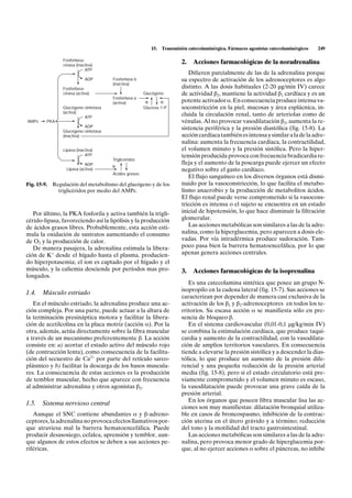 15.   Transmisión catecolaminérgica. Fármacos agonistas catecolaminérgicos   249

               Fosforilasa-
               cinasa (inactiva)
                                                                         2.   Acciones farmacológicas de la noradrenalina
                            ATP
                                                                            Difieren parcialmente de las de la adrenalina porque
                           ADP       Fosforilasa b                       su espectro de activación de los adrenoceptores es algo
                                     (inactiva)
               Fosforilasa-                                              distinto. A las dosis habituales (2-20 µg/min IV) carece
               cinasa (activa)                       Glucógeno           de actividad b2, mantiene la actividad b1 cardíaca y es un
                                     Fosforilasa a
                                     (activa)         +         –        potente activador a. En consecuencia produce intensa va-
               Glucógeno-sintetasa                   Glucosa-1-P         soconstricción en la piel, mucosas y área esplácnica, in-
               (activa)
                         ATP
                                                                         cluida la circulación renal, tanto de arteriolas como de
AMPc    PKA                                                              vénulas. Al no provocar vasodilatación b2, aumenta la re-
                          ADP                                            sistencia periférica y la presión diastólica (fig. 15-8). La
               Glucógeno-sintetasa
               (inactiva)                                                acción cardíaca también es intensa y similar a la de la adre-
                                                                         nalina: aumenta la frecuencia cardíaca, la contractilidad,
               Lipasa (inactiva)                                         el volumen minuto y la presión sistólica. Pero la hiper-
                           ATP                                           tensión producida provoca con frecuencia bradicardia re-
                                     Triglicéridos
                          ADP        +
                                                                         fleja y el aumento de la poscarga puede ejercer un efecto
                Lipasa (activa)                                          negativo sobre el gasto cardíaco.
                                     Ácidos grasos
                                                                            El flujo sanguíneo en los diversos órganos está dismi-
Fig. 15-9. Regulación del metabolismo del glucógeno y de los             nuido por la vasoconstricción, lo que facilita el metabo-
             triglicéridos por medio del AMPc.                           lismo anaerobio y la producción de metabolitos ácidos.
                                                                         El flujo renal puede verse comprometido si la vasocons-
                                                                         tricción es intensa o el sujeto se encuentra en un estado
   Por último, la PKA fosforila y activa también la trigli-              inicial de hipotensión, lo que hace disminuir la filtración
cérido-lipasa, favoreciendo así la lipólisis y la producción             glomerular.
de ácidos grasos libres. Probablemente, esta acción esti-                   Las acciones metabólicas son similares a las de la adre-
mula la oxidación de sustratos aumentando el consumo                     nalina, como la hiperglucemia, pero aparecen a dosis ele-
de O2 y la producción de calor.                                          vadas. Por vía intradérmica produce sudoración. Tam-
   De manera pasajera, la adrenalina estimula la libera-                 poco pasa bien la barrera hematoencefálica, por lo que
ción de K+ desde el hígado hasta el plasma, producien-                   apenas genera acciones centrales.
do hiperpotasemia; el ion es captado por el hígado y el
músculo, y la caliemia desciende por períodos mas pro-                   3.   Acciones farmacológicas de la isoprenalina
longados.
                                                                            Es una catecolamina sintética que posee un grupo N-
                                                                         isopropilo en la cadena lateral (fig. 15-7). Sus acciones se
1.4. Músculo estriado
                                                                         caracterizan por depender de manera casi exclusiva de la
   En el músculo estriado, la adrenalina produce una ac-                 activación de los b1 y b2-adrenoceptores en todos los te-
ción compleja. Por una parte, puede actuar a la altura de                rritorios. Su escasa acción a se manifiesta sólo en pre-
la terminación presináptica motora y facilitar la libera-                sencia de bloqueo b.
ción de acetilcolina en la placa motriz (acción a). Por la                  En el sistema cardiovascular (0,01-0,1 µg/kg/min IV)
otra, además, actúa directamente sobre la fibra muscular                 se combina la estimulación cardíaca, que produce taqui-
a través de un mecanismo preferentemente b. La acción                    cardia y aumento de la contractilidad, con la vasodilata-
consiste en: a) acortar el estado activo del músculo rojo                ción de amplios territorios vasculares. En consecuencia
(de contracción lenta), como consecuencia de la facilita-                tiende a elevarse la presión sistólica y a descender la dias-
ción del secuestro de Ca2+ por parte del retículo sarco-                 tólica, lo que produce un aumento de la presión dife-
plásmico y b) facilitar la descarga de los husos muscula-                rencial y una pequeña reducción de la presión arterial
res. La consecuencia de estas acciones es la producción                  media (fig. 15-8), pero si el estado circulatorio está pre-
de temblor muscular, hecho que aparece con frecuencia                    viamente comprometido y el volumen minuto es escaso,
al administrar adrenalina y otros agonistas b2.                          la vasodilatación puede provocar una grave caída de la
                                                                         presión arterial.
                                                                            En los órganos que poseen fibra muscular lisa las ac-
1.5. Sistema nervioso central
                                                                         ciones son muy manifiestas: dilatación bronquial utiliza-
   Aunque el SNC contiene abundantes a y b-adreno-                       ble en casos de broncospasmo, inhibición de la contrac-
ceptores, la adrenalina no provoca efectos llamativos por-               ción uterina en el útero grávido y a término; reducción
que atraviesa mal la barrera hematoencefálica. Puede                     del tono y la motilidad del tracto gastrointestinal.
producir desasosiego, cefalea, aprensión y temblor, aun-                    Las acciones metabólicas son similares a las de la adre-
que algunos de estos efectos se deben a sus acciones pe-                 nalina, pero provoca menor grado de hiperglucemia por-
riféricas.                                                               que, al no ejercer acciones a sobre el páncreas, no inhibe
 
