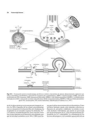 236      Farmacología humana




                                                                                                                   NA




                                                                                                                              M
                                                                                                                        (–)




                                                                                                                              AO
                                                                                             Tirosina           Moclobe-
                           H+
                                                                                                                 mida DOPEG o
                 ATP            ADP                                                  AMPT (–) TH                         DHMA
                                                                                              Dopa
      Transportador                     3-Fenilpropargilamina
      de protones                                                               Carbidopa (–)     LAAD

                                                                                             Dopamina
                           H+
                DA                NA
                       DBH

                      H+        DA



      Transportador
      vesicular de               ( –)
      monoaminas       +
                      H     DA          Reserpina




                                                                                                Vesícula




                                                                Anfetamina   Adrenoceptor                  NA
                                                      NA                     presináptico
                                           Transportador
                                                                     (+)          a2
                                           de NA
                                                                                                                                   Membrana
                                                                                                                                   presináptica

                                                         (–)
                                                                   NA
                                                                                                           NA
                                                Desipramina
                                                                                                                                     Espacio
                                                                                                                                     sináptico
                                            Entacapona
                                                                             Adrenoceptor
                                           DOPEG             MOPEG
                                                                             postsináptico
                                                       (–)                       a, b
                                                    COMT
                                                                                                                                   Membrana
                                                                                                                                   postsináptica




Fig. 15-2. Terminación nerviosa noradrenérgica, periférica o central, y mecanismos de síntesis, almacenamiento, captación vesi-
cular y presináptica, metabolismo y activación de receptores pre y postsinápticos. AMPT: a-metil-p-tirosina; COMT: catecol-O-
metiltransferasa; DA: dopamina; DBH: dopamina-b-hidroxilasa; DHMA: ácido dihidroximandélico; DOPEG: 3,4-Dihidroxifeni-
letilenglicol; LAAD: L-aminoácido aromático-descarboxilasa; MAO: monoaminooxidasa; MOPEG: 3-Metoxi-4-hidroxifeniletilen-
                     glicol; NA: noradrenalina; TH: tirosina-hidroxilasa. (Modificada de Feldman et al., 1997.)


nir de la dieta y penetrar en la neurona por transporte ac-                           nor que la de las otras enzimas de la vía biosintética. Como
tivo. La TH es específica de las células catecolaminérgi-                             tal factor limitante, puede estar sometido a diversas in-
cas y se encuentra en la fracción libre del citoplasma, no                            fluencias de activación e inhibición. La enzima es acti-
en gránulos ni en vesículas; requiere O2 molecular, Fe2+                              vada mediante fosforilación, que puede ser provocada
y el cofactor tetrahidrobiopterina. Esta reacción consti-                             por las proteíncinasas A y C, y por otra proteíncinasa de-
tuye el paso limitante en la síntesis de catecolaminas, por-                          pendiente de Ca2+-calmodulina. La estimulación de los
que la actividad enzimática es de 100 a 1.000 veces me-                               nervios adrenérgicos y de la médula suprarrenal activan
 