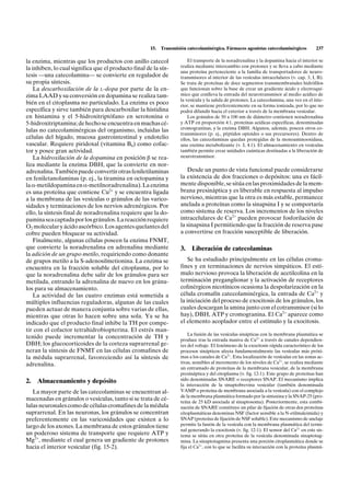 15.   Transmisión catecolaminérgica. Fármacos agonistas catecolaminérgicos            237

la enzima, mientras que los productos con anillo catecol                El transporte de la noradrenalina y la dopamina hacia el interior se
la inhiben, lo cual significa que el producto final de la sín-      realiza mediante intercambio con protones y se lleva a cabo mediante
                                                                    una proteína perteneciente a la familia de transportadores de neuro-
tesis —una catecolamina— se convierte en regulador de               transmisores al interior de las vesículas intracelulares (v. cap. 3, I, B).
su propia síntesis.                                                 Se trata de proteínas de doce segmentos transmembranales hidrófilos
    La descarboxilación de la L-dopa por parte de la en-            que funcionan sobre la base de crear un gradiente ácido y electroquí-
zima LAAD y su conversión en dopamina se realiza tam-               mico que conlleva la entrada del neurotransmisor al medio acídico de
                                                                    la vesícula y la salida de protones. La catecolamina, una vez en el inte-
bién en el citoplasma no particulado. La enzima es poco             rior, se mantiene preferentemente en su forma ionizada, por lo que no
específica y sirve también para descarboxilar la histidina          podrá difundir hacia el exterior a través de la membrana vesicular.
en histamina y el 5-hidroxitriptófano en serotonina o                   Los gránulos de 50 a 100 nm de diámetro contienen noradrenalina
5-hidroxitriptamina; de hecho se encuentra en muchas cé-            y ATP en proporción 4:1, proteínas acídicas específicas, denominadas
lulas no catecolaminérgicas del organismo, incluidas las            cromograninas, y la enzima DBH. Algunos, además, poseen otros co-
                                                                    transmisores (p. ej., péptidos opioides o sus precursores). Dentro de
células del hígado, mucosa gastrointestinal y endotelio             ellos, las catecolaminas quedan protegidas de la monoaminooxidasa,
vascular. Requiere piridoxal (vitamina B6) como cofac-              una enzima metabolizante (v. I, 4.1). El almacenamiento en vesículas
tor y posee gran actividad.                                         también permite crear unidades cuánticas destinadas a la liberación de
    La hidroxilación de la dopamina en posición b se rea-           neurotransmisor.
liza mediante la enzima DBH, que la convierte en nor-
adrenalina. También puede convertir otras feniletilaminas              Desde un punto de vista funcional puede considerarse
en feniletanolaminas (p. ej., la tiramina en octopamina y           la existencia de dos fracciones o depósitos: una es fácil-
la a-metildopamina en a-metilnoradrenalina). La enzima              mente disponible, se sitúa en las proximidades de la mem-
es una proteína que contiene Cu2+ y se encuentra ligada             brana presináptica y es liberable en respuesta al impulso
a la membrana de las vesículas o gránulos de las varico-            nervioso, mientras que la otra es más estable, permanece
sidades y terminaciones de los nervios adrenérgicos. Por            anclada a proteínas como la sinapsina I y se comportaría
ello, la síntesis final de noradrenalina requiere que la do-        como sistema de reserva. Los incrementos de los niveles
pamina sea captada por los gránulos. La reacción requiere           intracelulares de Ca2+ pueden provocar fosforilación de
O2 molecular y ácido ascórbico. Los agentes quelantes del           la sinapsina I permitiendo que la fracción de reserva pase
cobre pueden bloquear su actividad.                                 a convertirse en fracción susceptible de liberación.
    Finalmente, algunas células poseen la enzima FNMT,
que convierte la noradrenalina en adrenalina mediante               3.   Liberación de catecolaminas
la adición de un grupo metilo, requiriendo como donante
de grupos metilo a la S-adenosilmetionina. La enzima se                 Se ha estudiado principalmente en las células croma-
encuentra en la fracción soluble del citoplasma, por lo             fines y en terminaciones de nervios simpáticos. El estí-
que la noradrenalina debe salir de los gránulos para ser            mulo nervioso provoca la liberación de acetilcolina en la
metilada, entrando la adrenalina de nuevo en los gránu-             terminación preganglionar y la activación de receptores
los para su almacenamiento.                                         colinérgicos nicotínicos ocasiona la despolarización en la
    La actividad de las cuatro enzimas está sometida a              célula cromafín catecolaminérgica, la entrada de Ca2+ y
múltiples influencias reguladoras, algunas de las cuales            la iniciación del proceso de exocitosis de los gránulos, los
pueden actuar de manera conjunta sobre varias de ellas,             cuales descargan la amina junto con el cotransmisor (si lo
mientras que otras lo hacen sobre una sola. Ya se ha                hay), DBH, ATP y cromogranina. El Ca2+ aparece como
indicado que el producto final inhibe la TH por compe-              el elemento acoplador entre el estímulo y la exocitosis.
tir con el cofactor tetrahidrobiopterina. El estrés man-
                                                                        La fusión de las vesículas sinápticas con la membrana plasmática se
tenido puede incrementar la concentración de TH y                   produce tras la entrada masiva de Ca2+ a través de canales dependien-
DBH; los glucocorticoides de la corteza suprarrenal ge-             tes del voltaje. El fenómeno de la exocitosis rápida característico de los
neran la síntesis de FNMT en las células cromafines de              procesos sinápticos afecta fundamentalmente las vesículas más próxi-
la médula suprarrenal, favoreciendo así la síntesis de              mas a los canales de Ca2+. Esta localización de vesículas en las zonas ac-
adrenalina.                                                         tivas, sensibles al incremento de los niveles de Ca2+, se realiza mediante
                                                                    un entramado de proteínas de la membrana vesicular, de la membrana
                                                                    presináptica y del citoplasma (v. fig. 12-1). Este grupo de proteínas han
2.   Almacenamiento y depósito                                      sido denominadas SNARE o receptores SNAP. El mecanismo implica
                                                                    la interacción de la sinaptobrevina vesicular (también denominada
   La mayor parte de las catecolaminas se encuentran al-            VAMP o proteína de membrana asociada a la vesícula) con el complejo
                                                                    de la membrana plasmática formado por la sintaxina y la SNAP-25 (pro-
macenadas en gránulos o vesículas, tanto si se trata de cé-         teína de 25 kD asociada al sinaptosoma). Posteriormente, esta combi-
lulas neuronales como de células cromafines de la médula            nación de SNARE constituye un pilar de fijación de otras dos proteínas
suprarrenal. En las neuronas, los gránulos se concentran            citoplasmáticas denominas NSF (factor sensible a la N-etilmaleimida) y
preferentemente en las varicosidades que existen a lo               SNAP (proteína de fijación de NSF soluble). Este mecanismo de anclaje
largo de los axones. La membrana de estos gránulos tiene            permite la fusión de la vesícula con la membrana plasmática del termi-
                                                                    nal generando la exocitosis (v. fig. 12-1). El sensor del Ca2+ en este sis-
un poderoso sistema de transporte que requiere ATP y                tema se sitúa en otra proteína de la vesícula denominada sinaptotag-
Mg2+, mediante el cual genera un gradiente de protones              mina. La sinaptotagmina presenta una porción citoplasmática donde se
hacia el interior vesicular (fig. 15-2).                            fija el Ca2+, con lo que se facilita su interacción con la proteína plasmá-
 