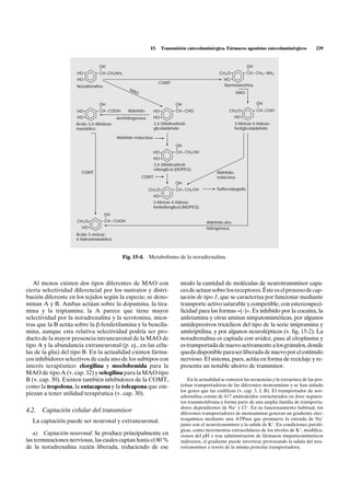15.      Transmisión catecolaminérgica. Fármacos agonistas catecolaminérgicos            239


                                 OH                                                                                 OH
                     HO          CH–CH2NH2                                                          CH3 O           CH– CH2 –NH2
                     HO                                                                               HO
                                                                   COMT
                     Noradrenalina                                                                    Normetanefrina
                                                  MA
                                                     O                                                        MAO

                                 OH                                          OH                                          OH
                     HO          CH–COOH         Aldehído-       HO          CH–CHO                      CH3 O           CH–CHO
                     HO                     deshidrogenasa       HO                                          HO
                     Ácido 3,4-dihidroxi-                        3,4-Dihidroxifenil-                         3-Metoxi-4-hidroxi-
                     mandélico                                   glicolaldehído                              fenilglicolaldehído

                                            Aldehído-reductasa
                                                                             OH
                                                                 HO          CH– CH2 OH
                                                                 HO
                                                                 3,4-Dihidroxifenil-
                                                                 etilenglicol (DOPEG)
                       COMT                                                                       Aldehído-
                                                         COMT                                     reductasa
                                                                             OH
                                                             CH3 O           CH– CH2 OH           Sulfoconjugado
                                                                 HO
                                                                 3-Metoxi-4-hidroxi-
                                                                 feniletilenglicol (MOPEG)
                                     OH
                     CH3 O           CH– COOH                                                Aldehído-des-
                        HO                                                                   hidrogenasa
                     Ácido 3-metoxi-
                     4-hidroximandélico



                                              Fig. 15-4.     Metabolismo de la noradrenalina.



   Al menos existen dos tipos diferentes de MAO con                             modo la cantidad de moléculas de neurotransmisor capa-
cierta selectividad diferencial por los sustratos y distri-                     ces de actuar sobre los receptores. Éste es el proceso de cap-
bución diferente en los tejidos según la especie; se deno-                      tación de tipo 1, que se caracteriza por funcionar mediante
minan A y B. Ambas actúan sobre la dopamina, la tira-                           transporte activo saturable y competible, con estereospeci-
mina y la triptamina; la A parece que tiene mayor                               ficidad para las formas «(-)». Es inhibido por la cocaína, la
selectividad por la noradrenalina y la serotonina, mien-                        anfetamina y otras aminas simpatomiméticas, por algunos
tras que la B actúa sobre la b-feniletilamina y la bencila-                     antidepresivos tricíclicos del tipo de la serie imipramina y
mina, aunque esta relativa selectividad podría ser pro-                         amitriptilina, y por algunos neurolépticos (v. fig. 15-2). La
ducto de la mayor presencia intraneuronal de la MAO de                          noradrenalina es captada con avidez, pasa al citoplasma y
tipo A y la abundancia extraneuronal (p. ej., en las célu-                      es transportada de nuevo activamente a los gránulos, donde
las de la glia) del tipo B. En la actualidad existen fárma-                     queda disponible para ser liberada de nuevo por el estímulo
cos inhibidores selectivos de cada uno de los subtipos con                      nervioso. El sistema, pues, actúa en forma de reciclaje y re-
interés terapéutico: clorgilina y moclobemida para la                           presenta un notable ahorro de transmisor.
MAO de tipo A (v. cap. 32) y selegilina para la MAO tipo
B (v. cap. 30). Existen también inhibidores de la COMT,                             En la actualidad se conocen las secuencias y la estructura de las pro-
como la tropolona, la entacapona y la tolcapona que em-                         teínas transportadoras de las diferentes monoaminas y se han aislado
                                                                                los genes que las codifican (v. cap. 3, I, B). El transportador de nor-
piezan a tener utilidad terapéutica (v. cap. 30).                               adrenalina consta de 617 aminoácidos estructurados en doce segmen-
                                                                                tos transmembrana y forma parte de una amplia familia de transporta-
                                                                                dores dependientes de Na+ y Cl–. En su funcionamiento habitual, los
4.2. Captación celular del transmisor                                           diferentes transportadores de monoaminas generan un gradiente elec-
                                                                                troquímico mediante una ATPasa que promueve la entrada de Na+
  La captación puede ser neuronal y extraneuronal.
                                                                                junto con el neurotransmisor y la salida de K+. En condiciones patoló-
                                                                                gicas, como incrementos extracelulares de los niveles de K+, modifica-
   a) Captación neuronal. Se produce principalmente en                          ciones del pH o tras administración de fármacos simpaticomiméticos
las terminaciones nerviosas, las cuales captan hasta el 80 %                    indirectos, el gradiente puede invertirse provocando la salida del neu-
de la noradrenalina recién liberada, reduciendo de ese                          rotransmisor a través de la misma proteína transportadora.
 