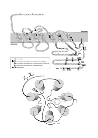 1
          S R N P A L L F A S G N G P Q G M NH2
    P A H
  D
H
D
V
 T
 Q
 Q
  R
  D                                                               N E T C
  E                                                           A         C
                                                                           D
   V                             W T F G N               Y       A E Q       F
                               M             F           C     I               F
   W                                                55      N          H
     V                         K               W                  A  T           T                          D N L I R                                         Extracelular
         V 34                    M  96      106 C          175 R                  N 196             299 Q                 K 305
          G M     G                L I H          E F    W       Y W H             Q A    Y               I V H             E V Y
           I V    M    S           A A G F        T S    I D MQ I P                 A I   A      S        V I N V            I L L N
              L    I   V              P V V          V   L C        L F S             S   I       V          I F F              W I G
              L   A    I   V          A L G M        V   T A S      T L G S           S   F       Y V        P L WC             Y V N S
                  F    G   N            V L D            I E T         V I W              P       L V           L T F              G F N
                  V    L   V   I        A C A L          L C V I       V M L I            I      M V F          T G M I            P L I Y
                       T   A    I         S T I             A V D         I V R                  V Y S             I G L              C R S
                                                                                                                           T
                               A               71 F            131 R         150 A                   221 R            274     K          330 P                C 341
 Intracelular                                                                      K                                            L               D            L L
                               K                   Y             Y                                       V
                                                               F                    N                                             A               P        L      R
                                 F                  N                                                    F
                                                             A                                                                       K            D        E      R
                                   E R             T       I                        K                     R                            F
                                        L Q T   V                                                                                                   I     Q
                                                                                   T                        E A                          E            A F         S
                                                          T                      L                               Y R G I Q K               K
                                                           S                   L                                                              I                    S
                                                               F F K Y Q S                                                        I             I                  L
                                                                                                        V H F R G E S K D                          F
                                                                                                  NQ                                                K
                                                                                                                                                        PKA        K
                                                                                                L            250                            260        sitios      A
                                                                                                 S Q V E Q D G R T G H                             S
                                                                                                                                    G I R R S                       Y
                                                                                                                                                                   G
                                                                                                                                                                   N
             Aminoácidos                                                                                                                                        G
                                                                                                                            G S Q E G T N G N S            S Y
             Aminoácidos implicados en el reconocimiento de ligandos                                 E K E Q E V H Y                       360                sitios
                                                                                                   N
                                                                                                                                                              bARK
             Aminoácidos relacionados con el acoplamiento de proteínas G                           K
                                                                                                      L L C E D L P G Y E D F V G H Q G T V P
             Aminoácidos relacionados con la desensibilización                                                                                                    S
                                                                                                                  413                                     400     D
             Palmitoilación                                                                                                                                     N
                                                                                                         HOOC L L S D N T S S N R G Q S D I




                                                                            NH2




                                                                  VII                                             VI




                                               I                                                             HO                    V
                                                                                    HO
                                                                                                                                                   S

                                                                                                                         HO                        S



                                                                                      NH2


                                                         II                                                                   IV




                                                                                          III

                                                                                                      S      S
                                                                                                            COOH
 