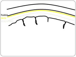 hueso
dura
aracnoides
pia
cerebro
 