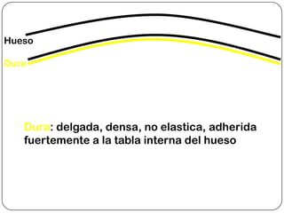 Hueso

Dura




   Dura: delgada, densa, no elastica, adherida
   fuertemente a la tabla interna del hueso
 