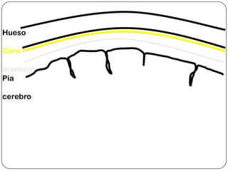 Hueso

Dura

aracnoides
Pia

cerebro
 