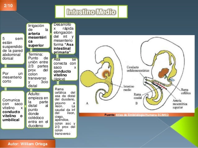 Embriología del Aparato digestivoIntestino Medio.