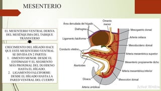 MESENTERIO
EL MESENTERIO VENTRAL DERIVA
DEL MESÉNQUIMA DEL TABIQUE
TRANSVERSO
CRECIMIENTO DEL HÍGADO HACE
QUE ESTE MESENTERIO VENTRAL
SE DIVIDA EN 2 PARTES:
1. OMENTO MENOR: DESDE EL
ESTÓMAGO Y EL SEGMENTO
MÁS PROXIMAL DEL DUODENO
HASTA EL HÍGADO.
2. LIGAMENTO FALCIFORME:
DESDE EL HÍGADO HASTA LA
PARED VENTRAL DEL CUERPO
 